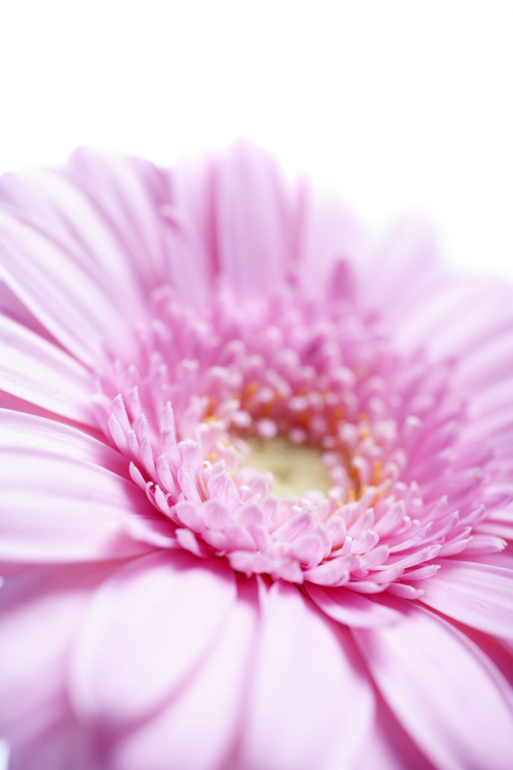 Purple flower close up
